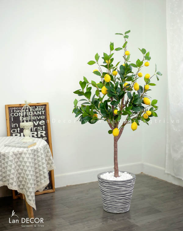 cay-chanh-my-vua-landecor