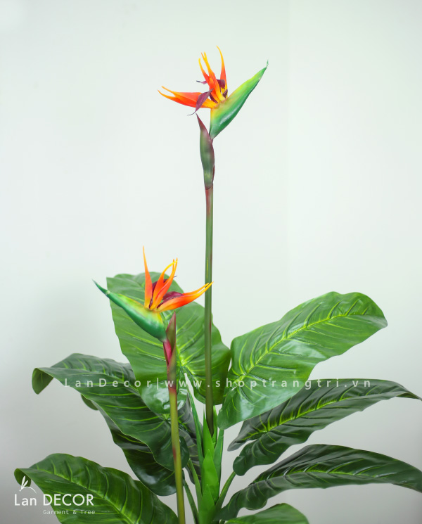 cay-thien-dieu-landecor