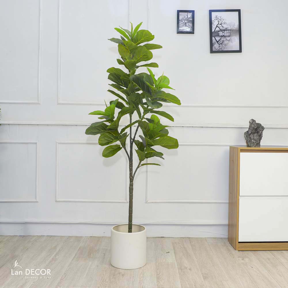 cây bàng singapore