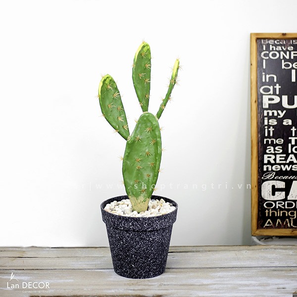 cay-xuong-rong-landecor