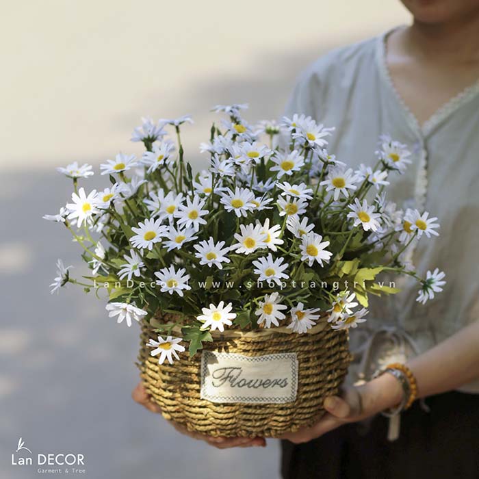 binh cuc hoa mi dep, hoa cuc hoa mi gia