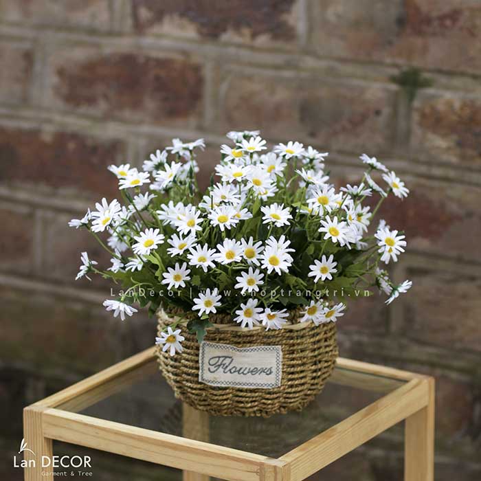 Binh cuc hoa mi trang tri