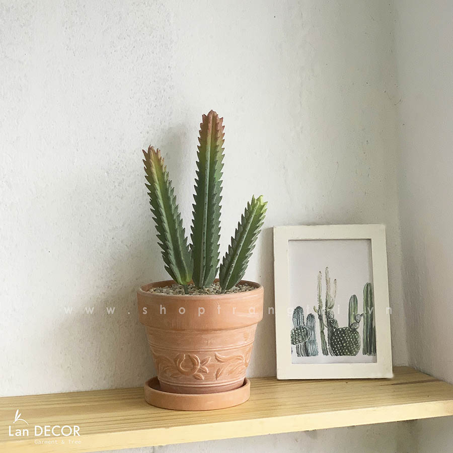 cay-xuong-rong-tru-luoi-cua-landecor