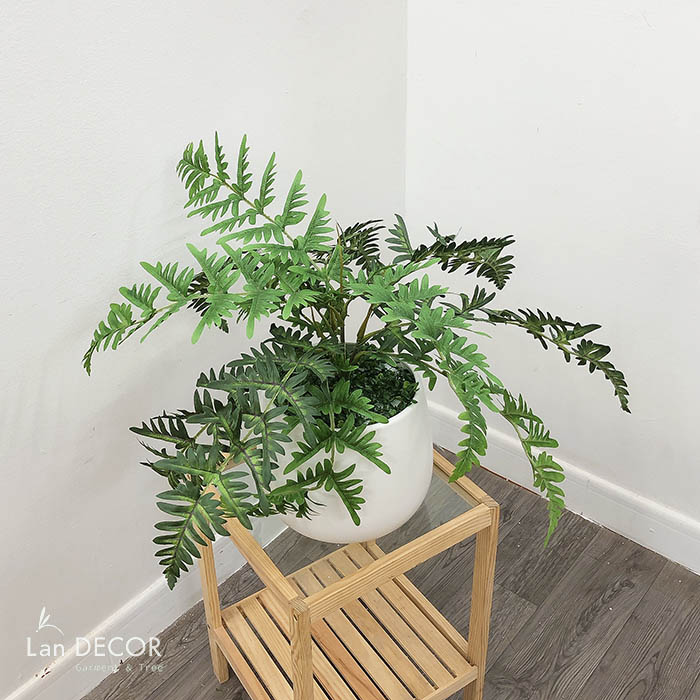 cay-duong-xi-landecor