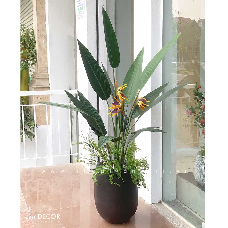 cay-chuoi-thien-dieu