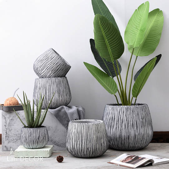 chau-xi-mang-trong-cay