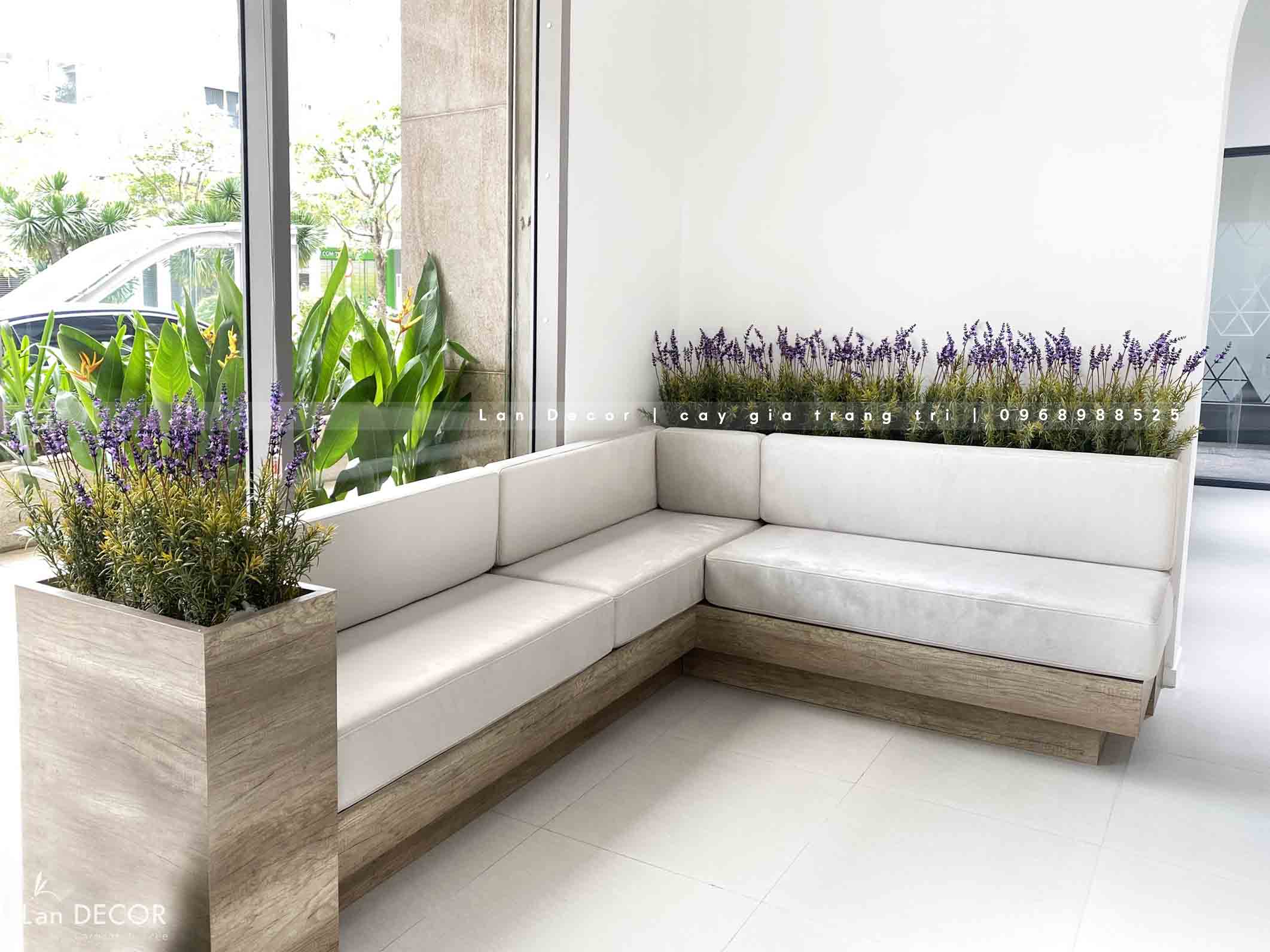 bồn-hoa-oải-hương