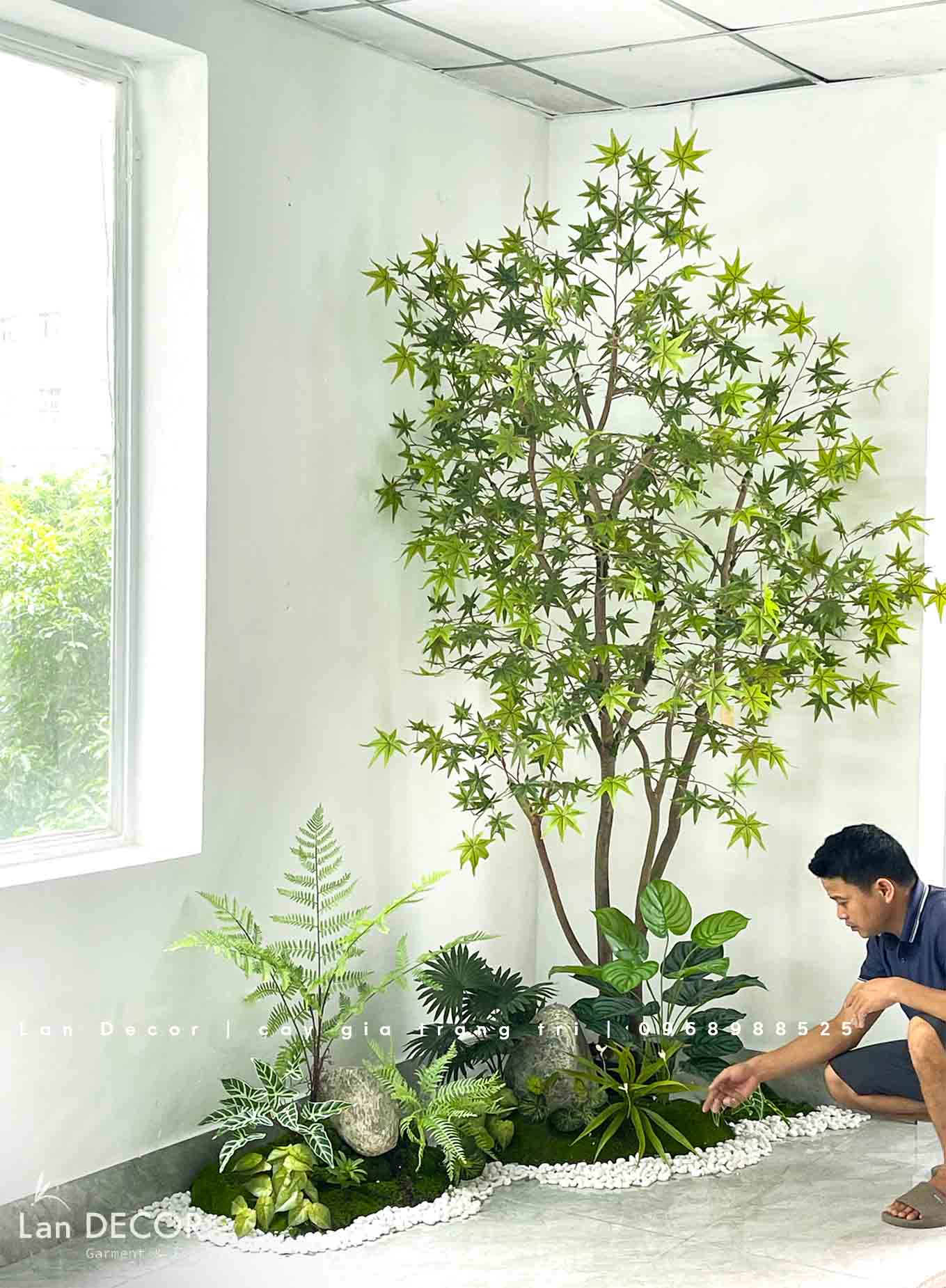 bồn-rêu-cây-phong