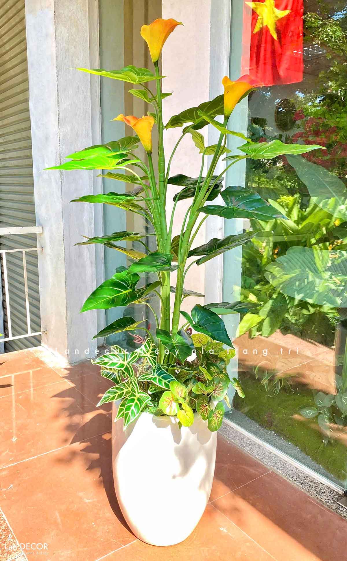 cay-gia-decor