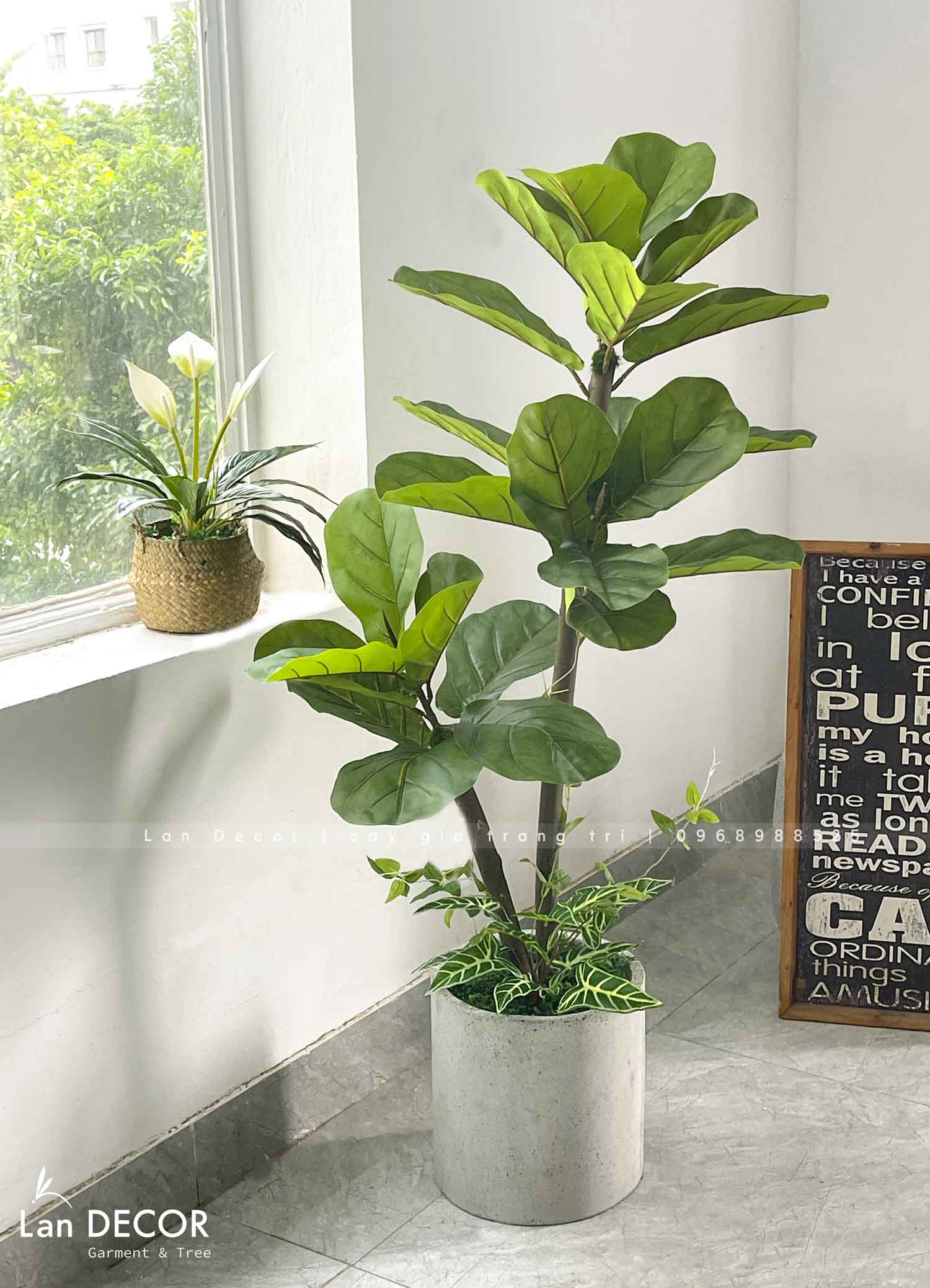 chậu-cây-bàng