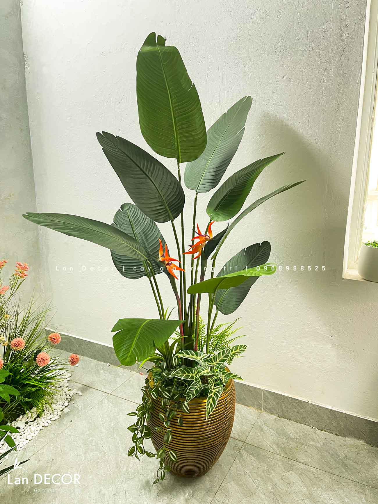 chuối -thiên-điểu