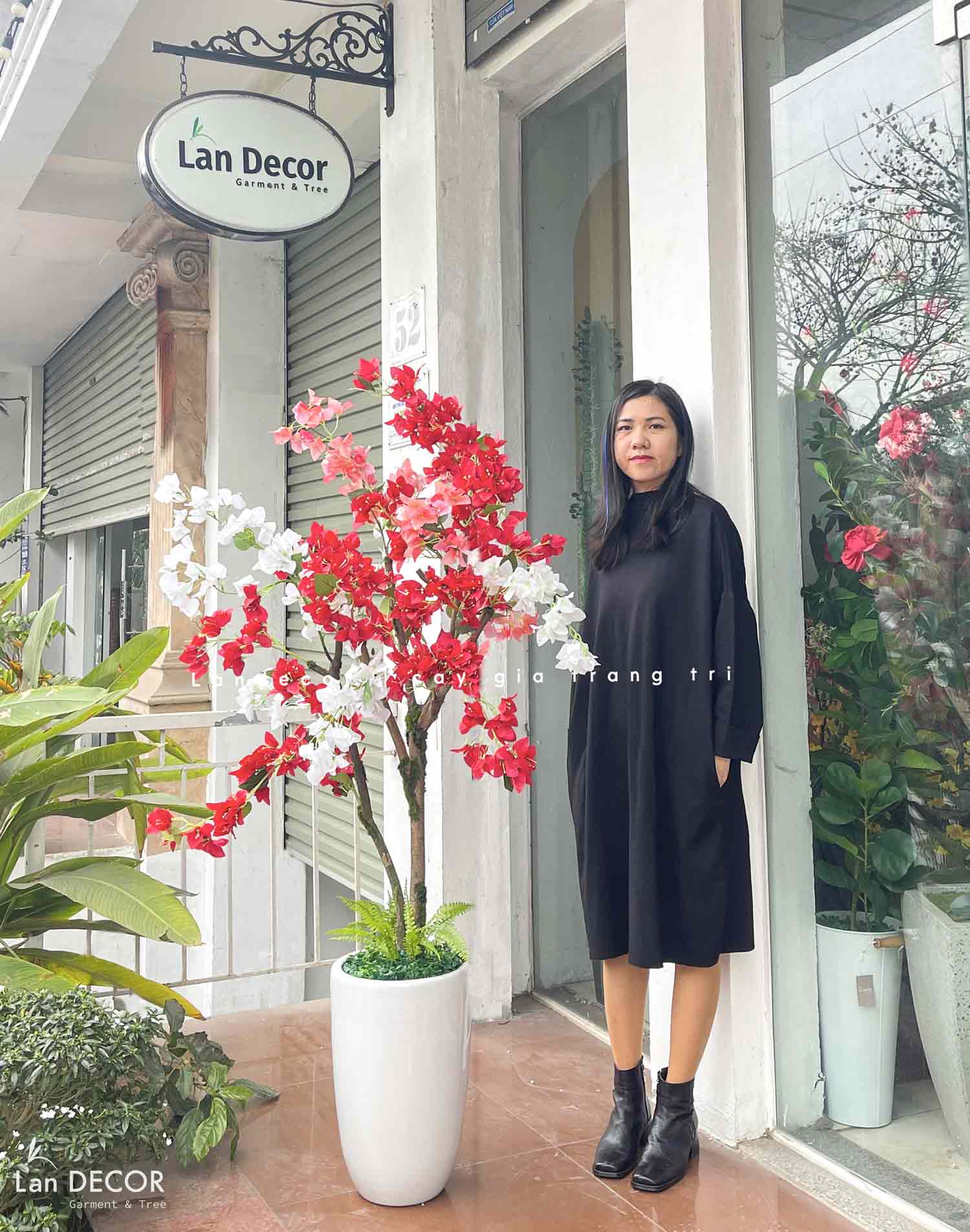 chậu-cây-hoa-giấy