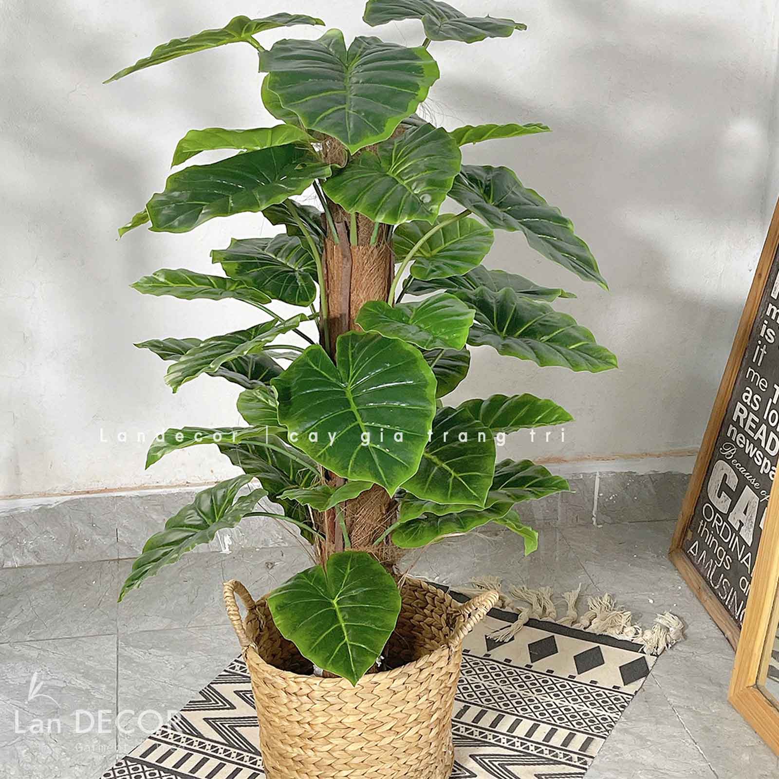 cây-trầu-bà-cột