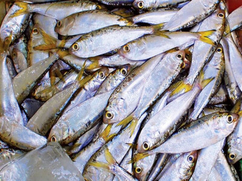 thực phẩm giàu omega 3
