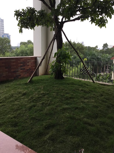 trồng cây hoàn thiện trên lớp chống thấm