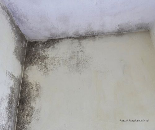 Thấm dột gây nấm mốc ảnh hưởng tới sức khỏe