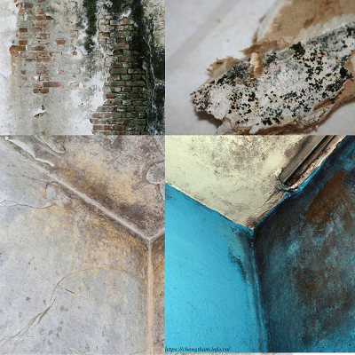 tường bị thấm gây nấm mốc