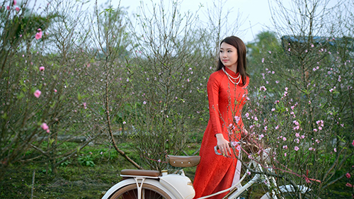 chụp ảnh áo dài với hoa đào tết 2019 giá rẻ ở hà nội