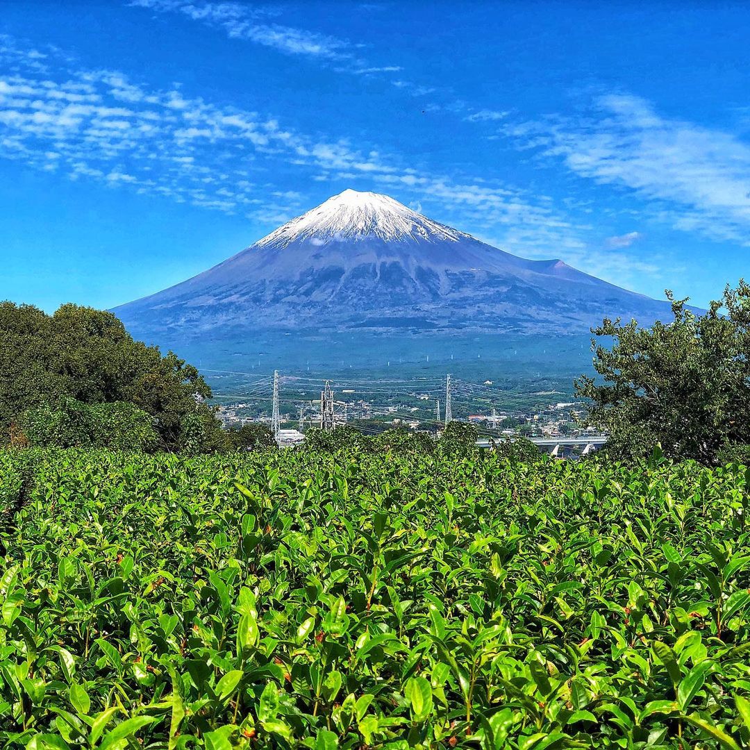 vung-dat-matcha-ngon-nhat-the-gioi-5