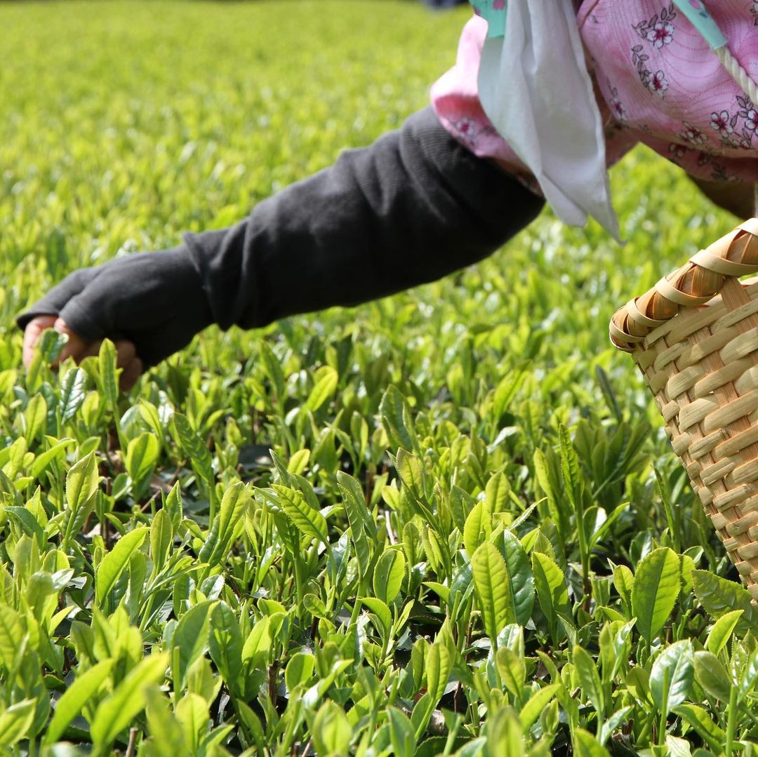 vung-dat-matcha-ngon-nhat-the-gioi-3