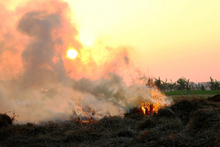 Đốt rơm rạ ở đồng bằng Đốt rơm rạ ở khu vực đồng bằng