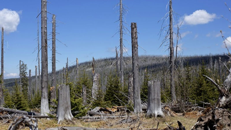 Hiện tượng mưa axit Hiện tượng mưa axit