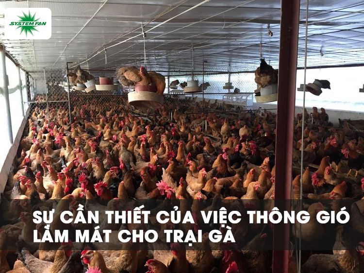 Hệ thống thông gió làm mát cho trang trại gà