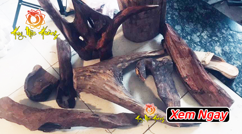 cách nhận biết và phân biệt gỗ sưa đỏ