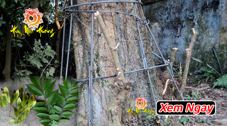 cách nhận biết gỗ sưa đỏ chính xác nhất