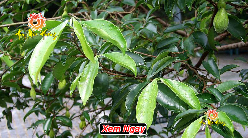 Cách nhận biết cây kỳ hải nam