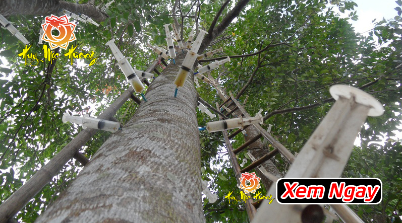 cách tạo trầm hương trên cây dó bầu