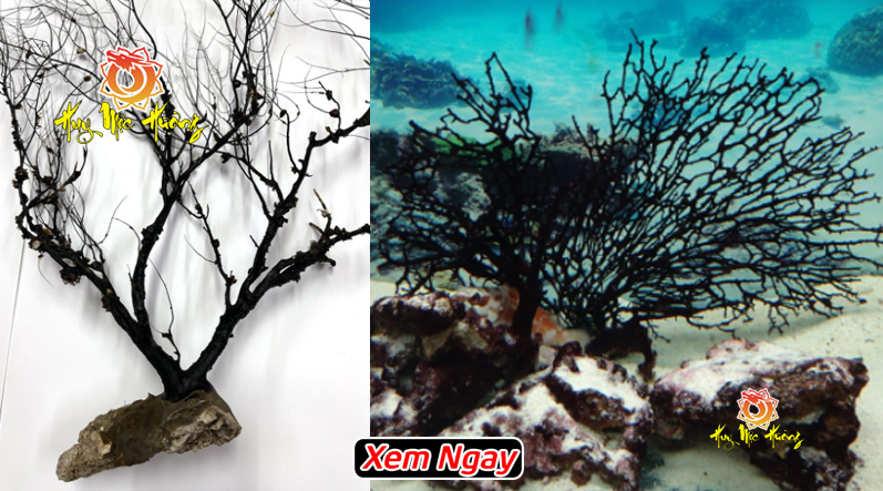 Cây san hô đen tự nhiên dưới biển