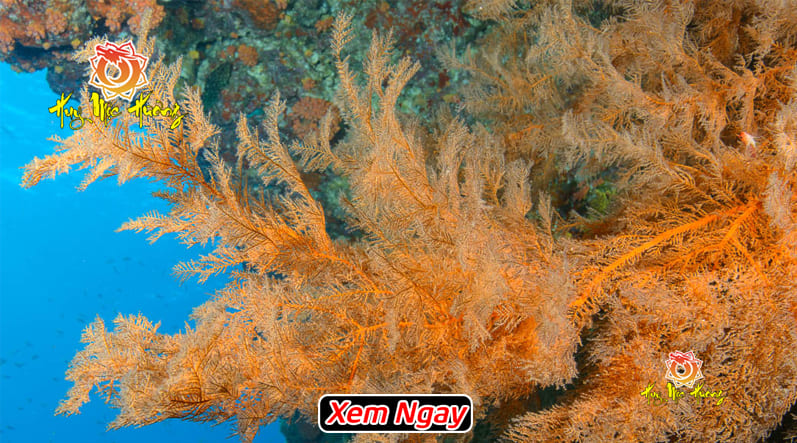 Cây san hô vua là gì? vòng tay san hô vua