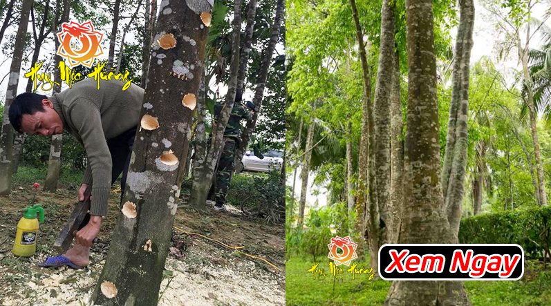 cây trầm hương dó bầu là gì