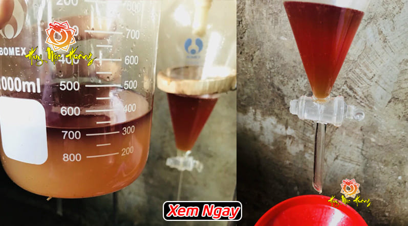 Quá trình chiết xuất tinh dầu gỗ bách xanh