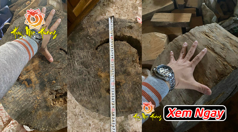 gỗ bách xanh mộc châu chuẩn xịn