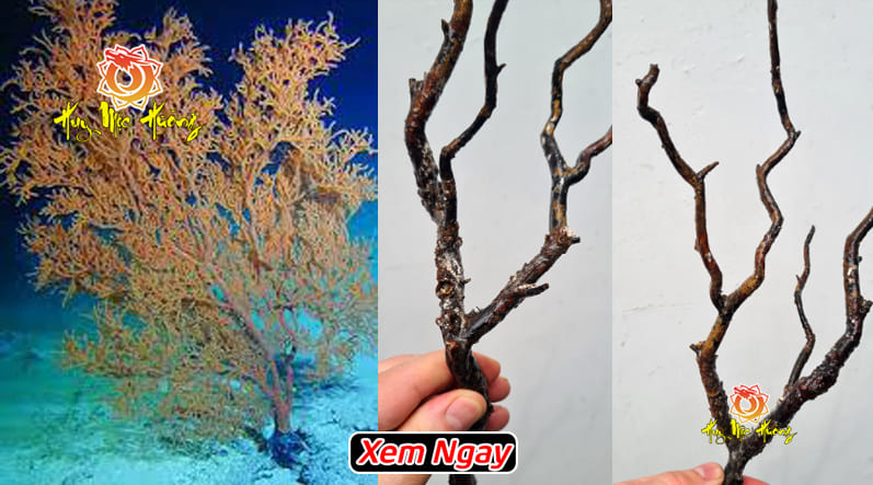 Cây san hô vua- san hô vua là gì?