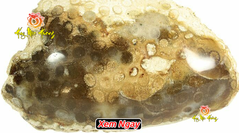 Đá san hô hóa thạch giá bao nhiêu