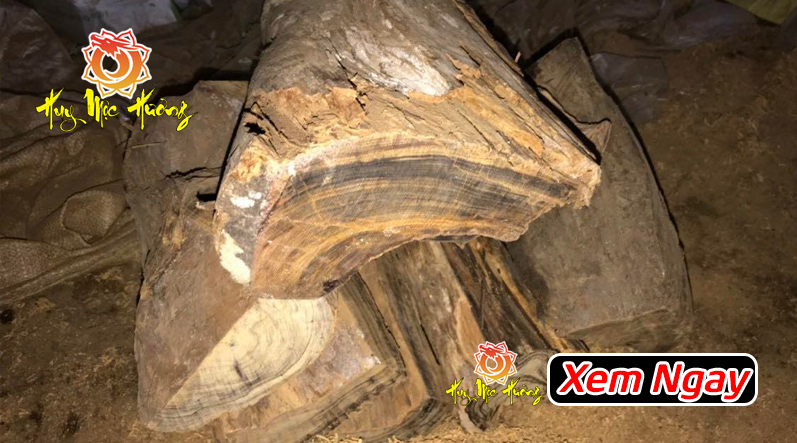 gỗ bách xanh mộc châu chìm nước