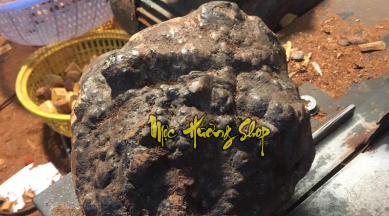 gỗ nu sưa đỏ quảng bình là gì?