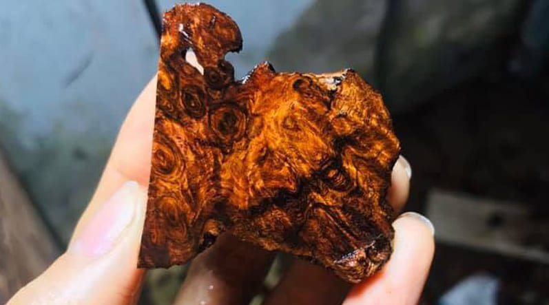 Vân gỗ sưa đỏ quảng bình quá đẹp