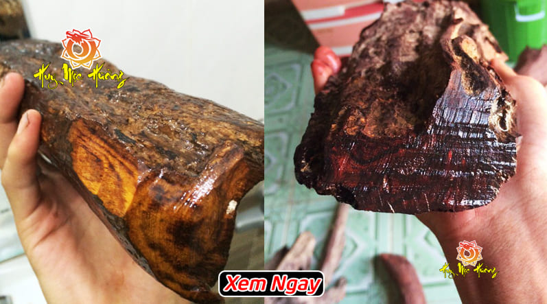 gỗ sưa đỏ quảng bình là gì? giá bao nhiêu