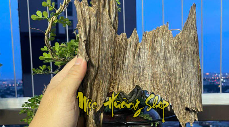 gỗ trầm hương cảnh brunei