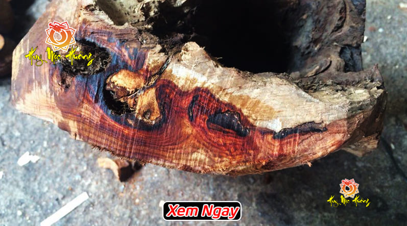 Gỗ sưa đỏ quảng bình gốc già
