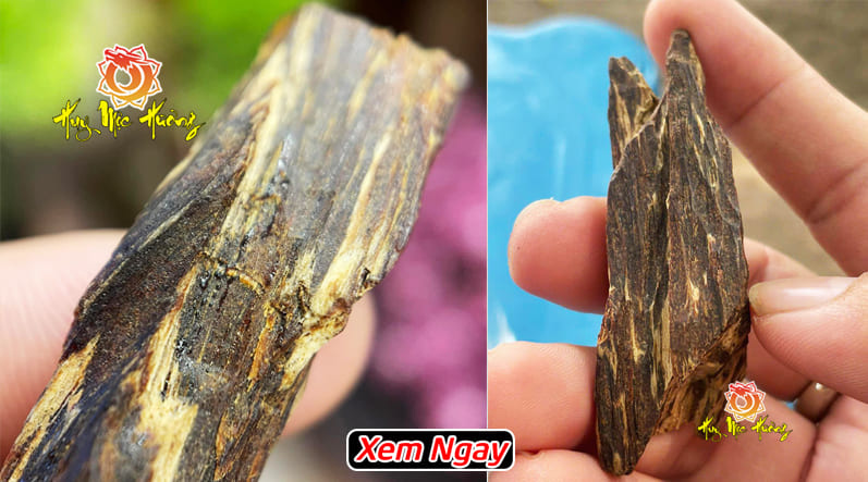 Kỳ nam là gì? hắc kỳ nam là gì