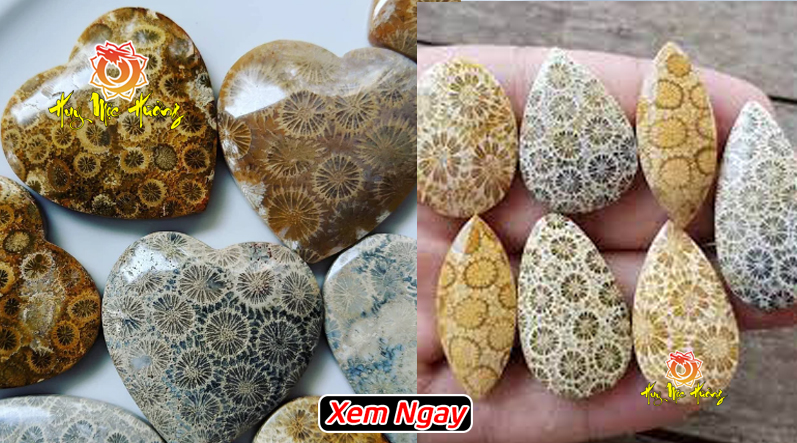 San hô hóa thạch vân hoa đẹp