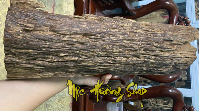 Cục gỗ trầm hương Việt Nam tốc bông quảng nam