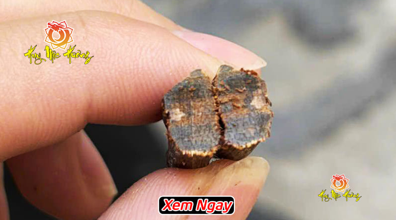 Kỳ nam là gì? công dụng và giá bao nhiêu