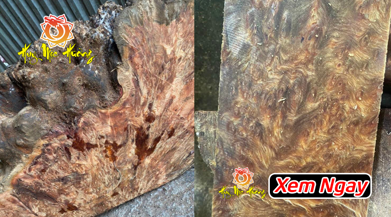 nu hoa huyết long chọn vân