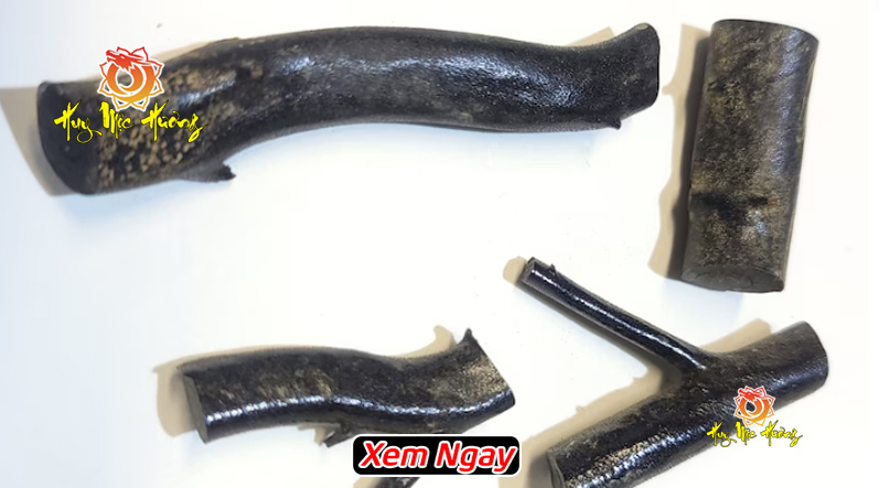 Phôi cây san hô đen tự nhiên